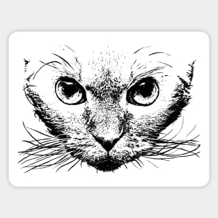 Devon rex Sticker